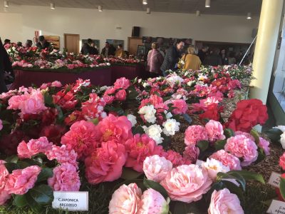 Fin de semana con olor a la reina de las flores: la camelia