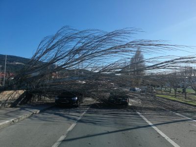 Cae un árbol sobre dos coches en A Xunqueira sin provocar heridos