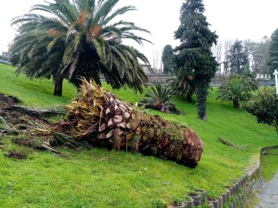 El picudo obliga a retirar dos palmeras de Portocelo
