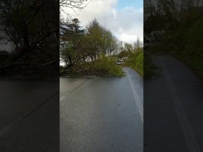 Un árbol cae sobre la carretera a pocos metros del mirador de A Fraga, en Moaña, a causa del viento