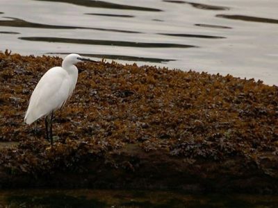 O Bng pide ao Parlamento que tome medidas para garantir a calidade das augas do porto de Aldán