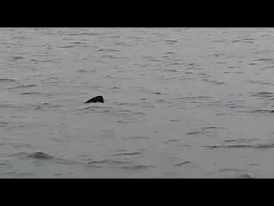 Mientras navegaba por Cabo Estai:   «Lo primero que pensé es que era otro narcosubmarino, pero era un tiburón impresionante»