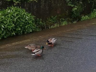 Os novos turistas de Nerga