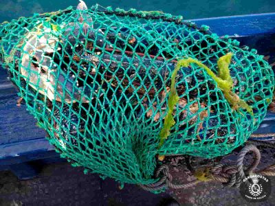 Guardacostas requisan 20 kilos de pulpo en la ría de Vigo y 90 de marisco en la de Pontevedra