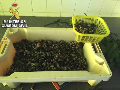 Pillan in fraganti a dos mariscadores furtivos que vendían almejas y percebes en un vivero de O Morrazo