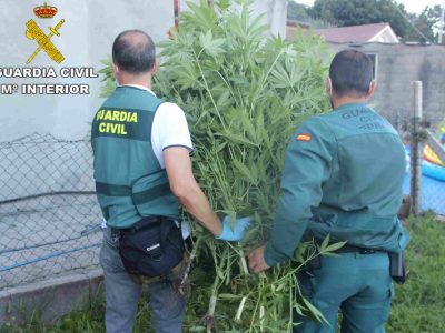Detenidos tres vecinos de Cangas por tener 20 plantas de marihuana en un invernadero