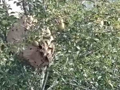 Moaña inicia hoy los talleres de trampeo de la velutina