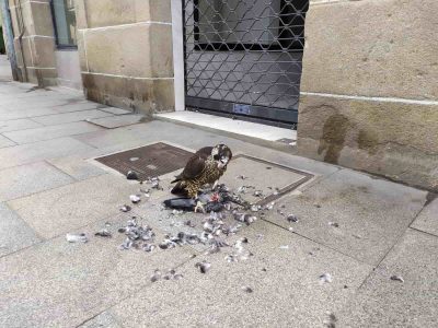 Piden ayuda para encontrar al dueño de un halcón peregrino que «desayunaba una paloma» en la rúa do Sol