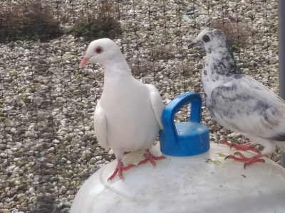 Capturadas 211 palomas y retirados 100 nidos de gaviota en la campaña de control de aves del 2020