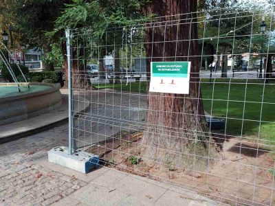 Instalan carteles para informar a los vecinos del deterioro de una de las seucoias de la Alameda de Marín