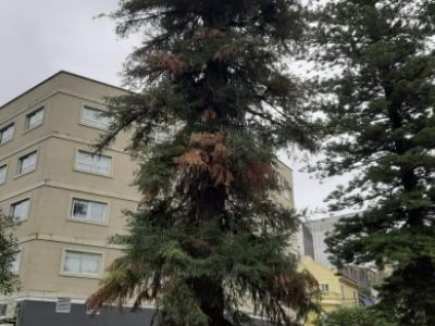 El Concello de Marín trata de evitar la tala de la secuoria de la Alameda que se encuentra enferma