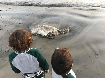 Aparece el cadáver de un jabalí en la playa de Meira