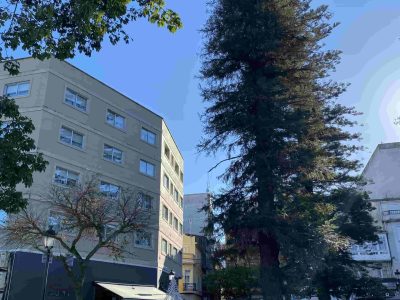 La Sequoia de la Alameda tendrá que ser talada ante el riesgo de caída