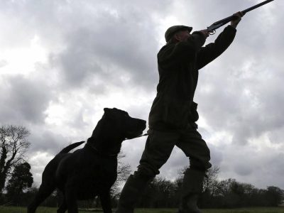 Denuncian un disparo «a bocajarro» a un perro en Bueu que obligó a amputarle la pata