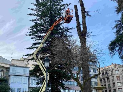 Talan la Sequoia de la Alameda ante el riesgo que suponía para las personas