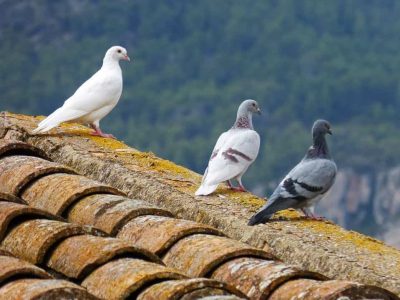 O Concello volve activar de xeito gratuito o servizo de control de pombas e gaivotas