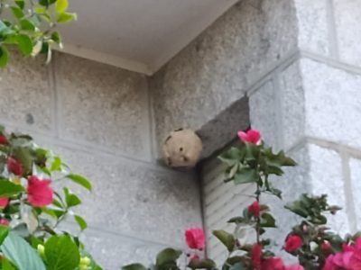 A velutina tamén aniña na casa de Don Félix, o antigo mestre de O  Hío