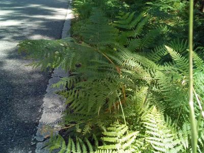 Os veciños da estrada Herbello-A Magdalena piden á Deputación dotar de seguridade ao vial