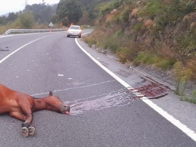 Morre un cabalo na estrada Moaña-Marín nun accidente