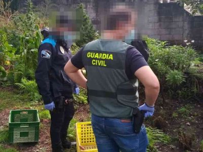 Detido un veciño de Domaio por ter unha plantación de marihuana de máis de 10 quilos