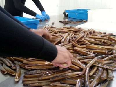 As confrarías de Cangas e Vilaboa reciben axudas para proxectos relacionados co mar