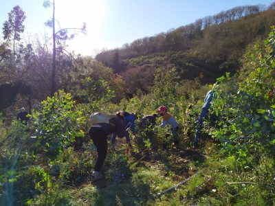 Conservación e plantación de novas especies no Lago de Castiñeiras