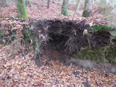A extracción de terra vexetal no monte de Darbo está a converterse nun problema para os comuneiros