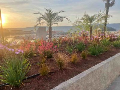 Marín énchese de cor coa plantación de 3.400 plantas entre o Paseo Alcalde Blanco e o casco urbano