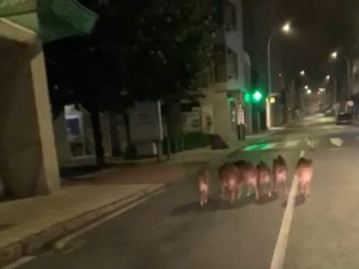 E mentres o veciños durmen… os xabarís pasean por Bueu