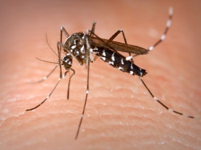 Moaña iniciará una campaña informativa contra el mosquito tigre
