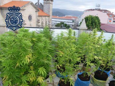 Detenido un marinense que tenía una plantación de marihuana en su ático del centro