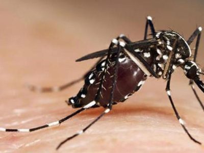 O mosquito tigre tamén está en Vilaboa