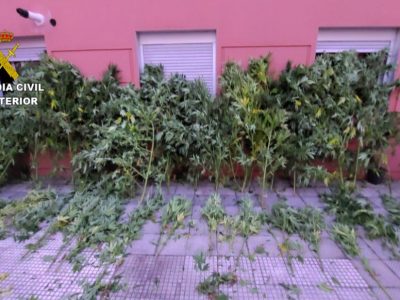 Investigado un cangués por tener 31 plantas de marihuana en la finca, 22 de grandes dimensiones