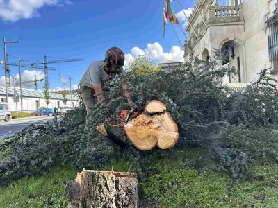 Os temporais e o mal estado do cedro situado diante do Concello obrigan á súa tala