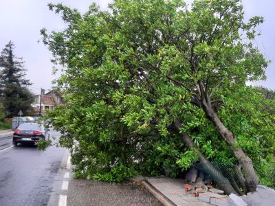 Cae unha árbore sobre a beirarrúa e a calzada na rúa Espírito Santo de Cangas