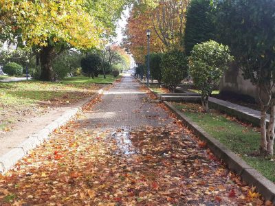 O PP demanda ao tripartito de Cangas que tome medidas de seguridade sobre o estado das árbores nos espazos públicos
