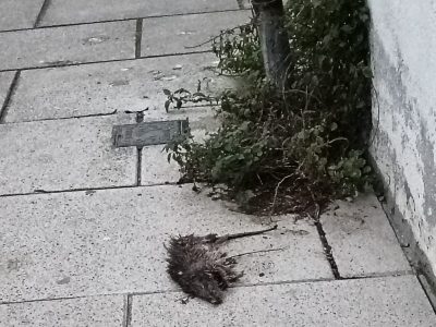 Una rata lleva más de tres semanas muerta en la acera de una céntrica calle de Cangas