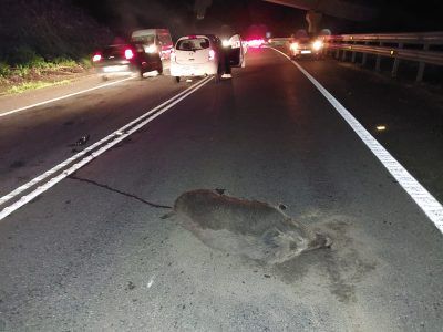 Muere un jabalí tras ser atropellado en el Corredor del Morrazo