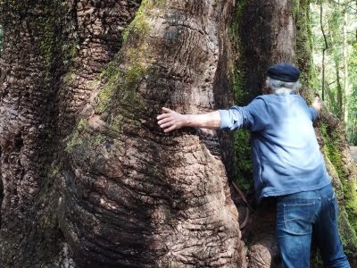 Reclaman protección para el ‘rey’ del Bosque Encantado