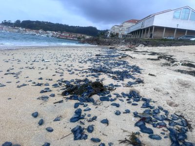 Las medusas del Mediterráneo cubren de azul los arenales de Rodeira y Nerga