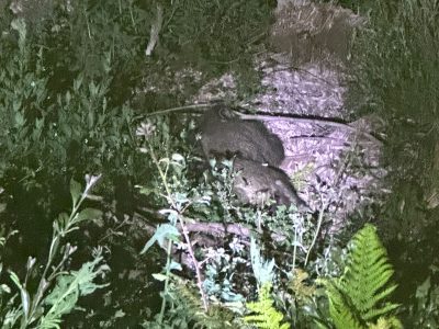 Tres coches chocan contra un jabalí en Cangas