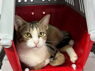 O PP reclama o abono da débeda á Colonias Canguesas e a renovación do convenio