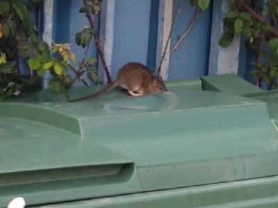 Las ratas campan a sus anchas por los contenedores de Meira