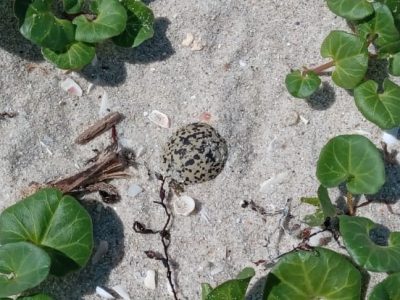 La ‘píllara’ vuelve a anidar en las dunas de la playa de Nerga