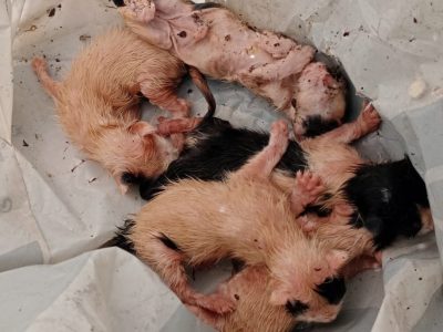 Atopan unha camada de cinco gatos nun colector de Portocelo