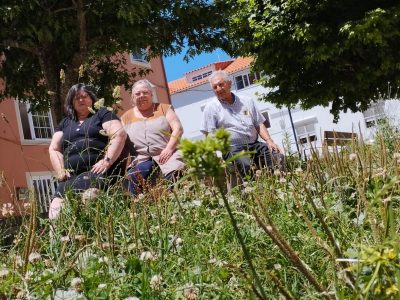 La altura de la hierba cobija una plaga de pulgas y garrapatas en los jardines de Nazaret