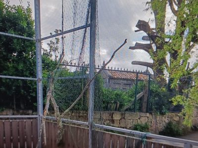 Quejas vecinales por la caída de ramas obligan a podar en Aldán