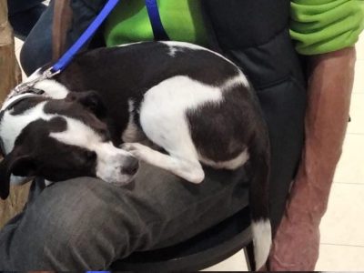 El perro acusado de matar a ‘María’ muerde ahora a un menor