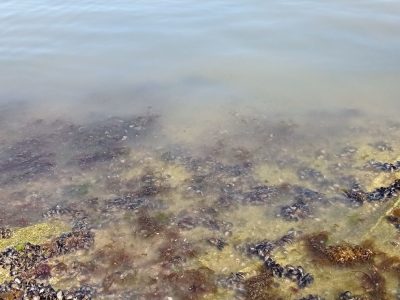 Acusan al tripartito local de “llenar la ría de mierda”