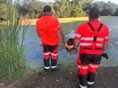 Trasladan las aves muertas de la Laguna de la Congorza a Cotobade